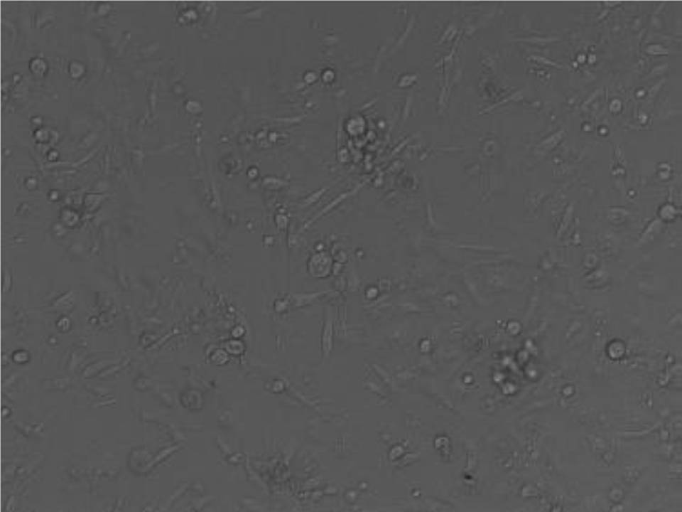 A6 - Xenopus Kidney Epithelial cells - Viability 90 per cent